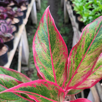 Aglaonema Siam Aurora