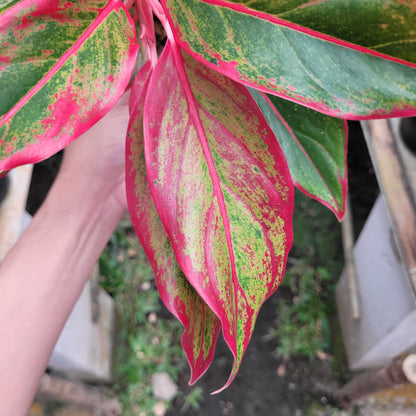 Aglaonema Siam Aurora