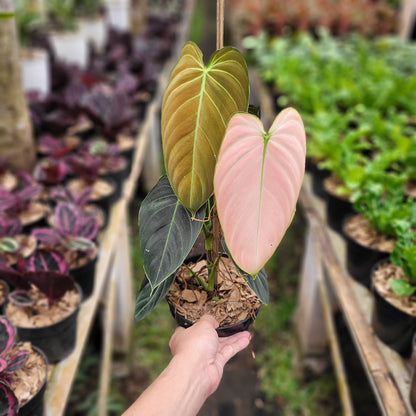 Philodendron Melanochrysum Pink