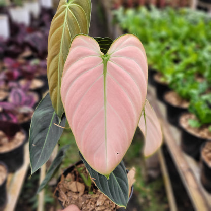 Philodendron Melanochrysum Pink