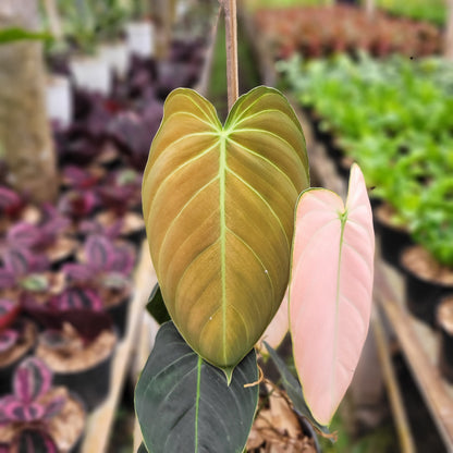 Philodendron Melanochrysum Pink