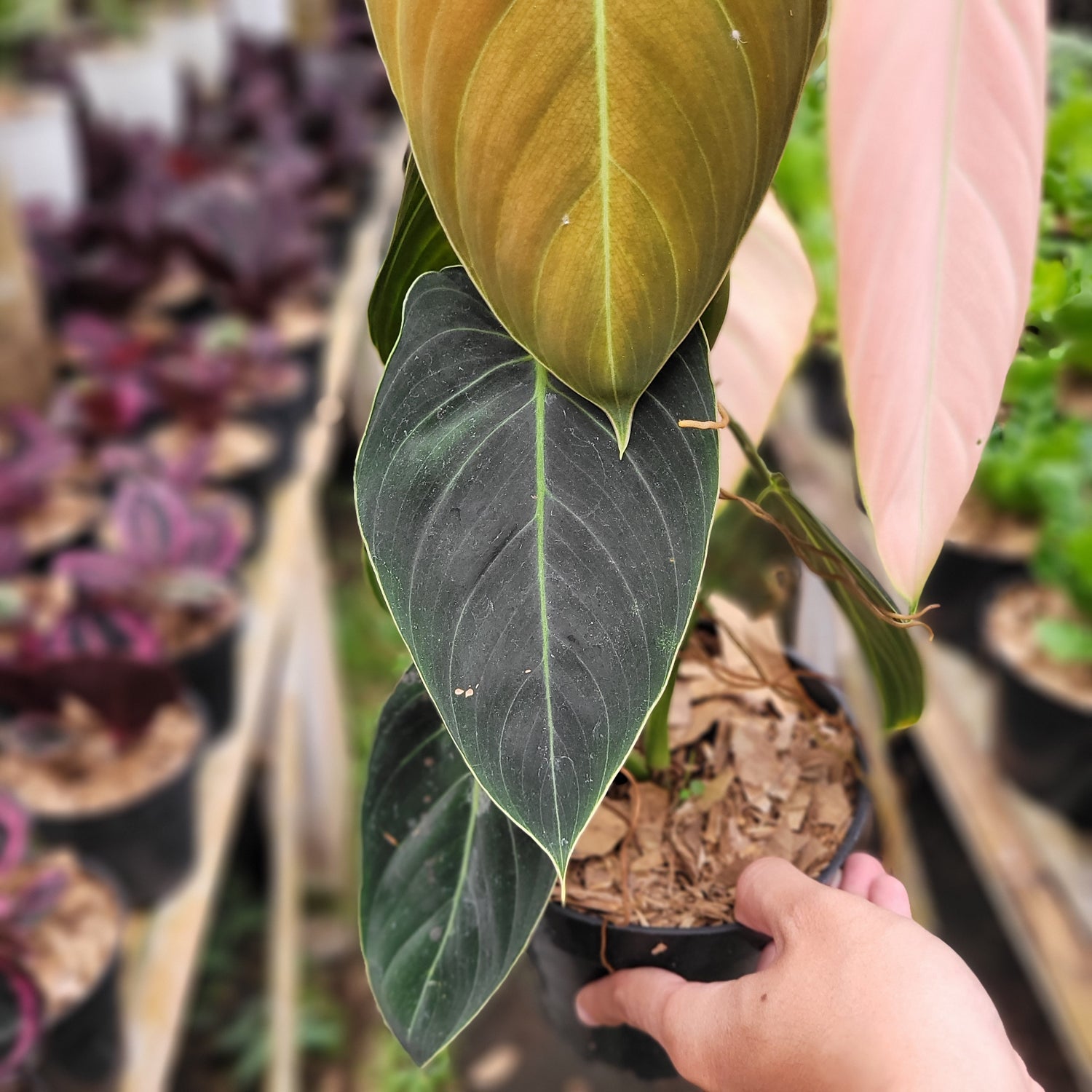 philodendron pictum Aglaonema Pictum Bicolor