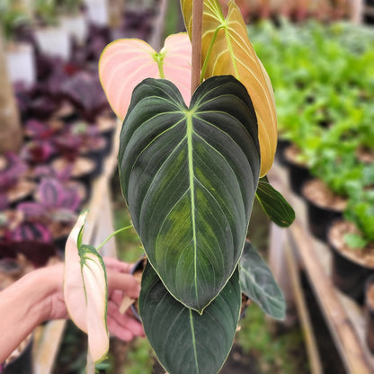 Philodendron Melanochrysum Pink