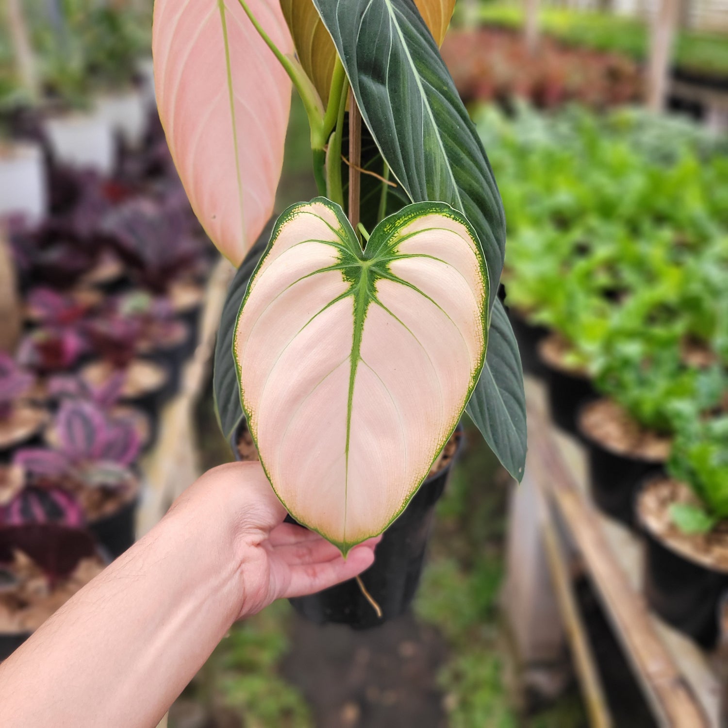philodendron pink melanochrysum Aglaonema Pictum Bicolor