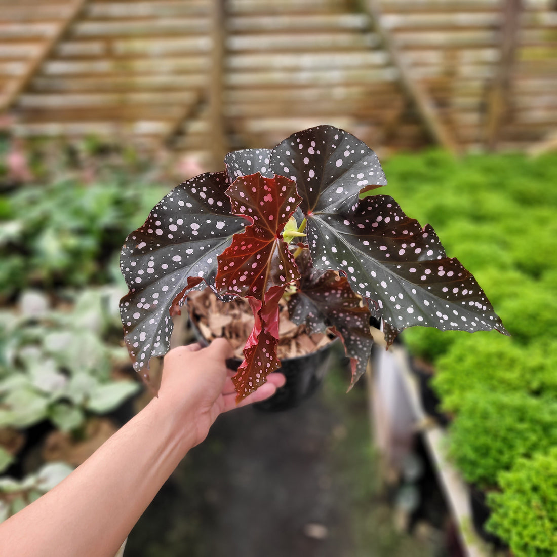 Begonia Polcadot