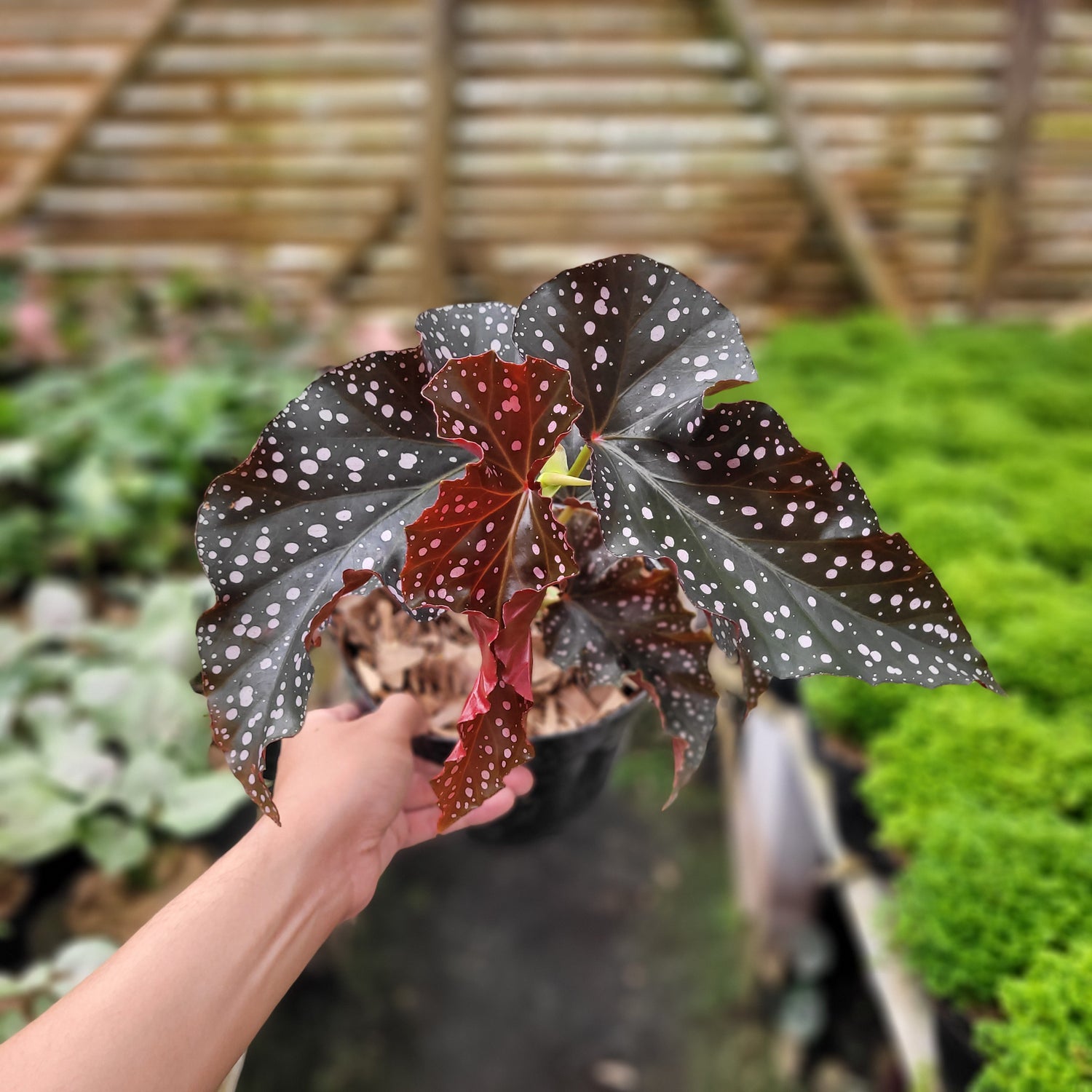 Begonia Polcadot