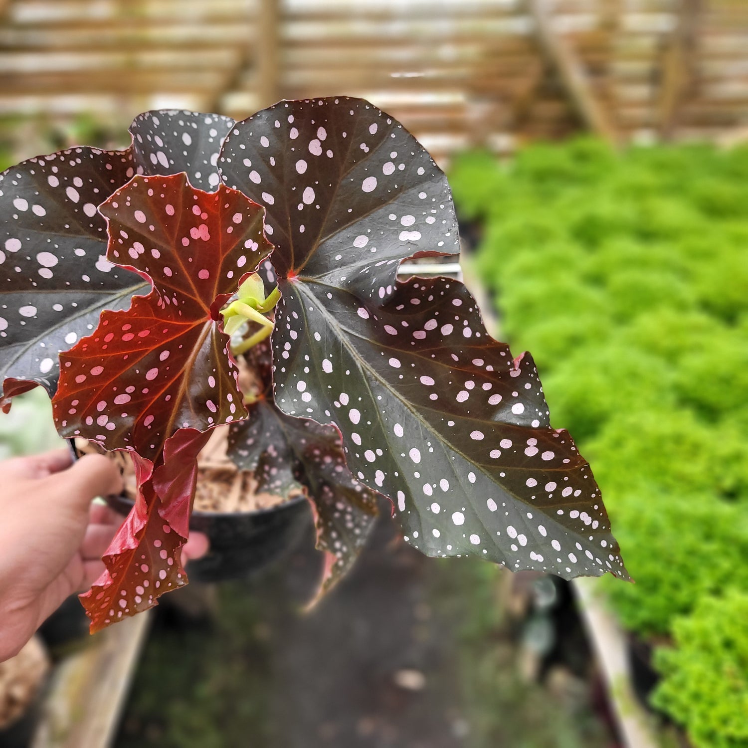 Begonia Polcadot