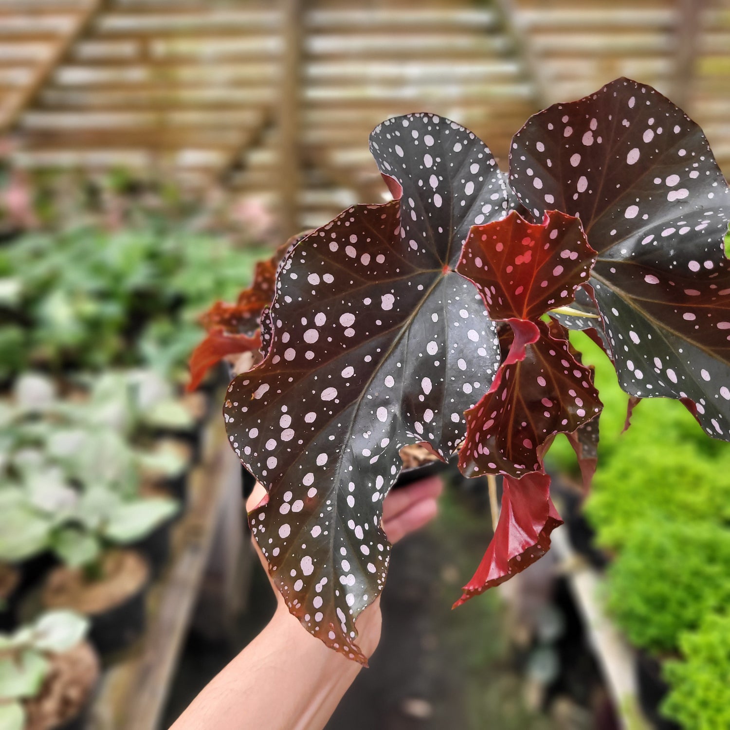 Begonia Polcadot