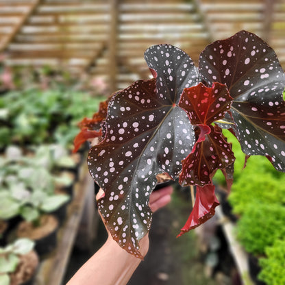 Begonia Polcadot