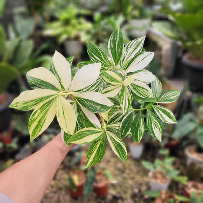Costus Arabicus Variegated