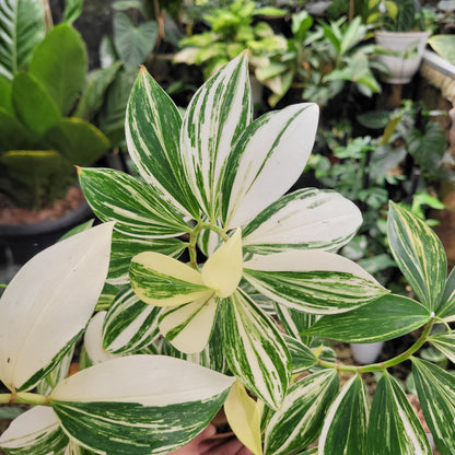 Costus Arabicus Variegated