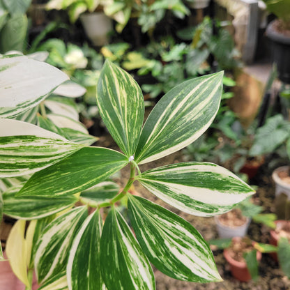 Costus Arabicus Variegated