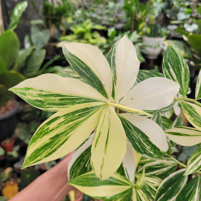 Costus Arabicus Variegated