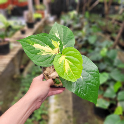 Piper Aurea Variegated