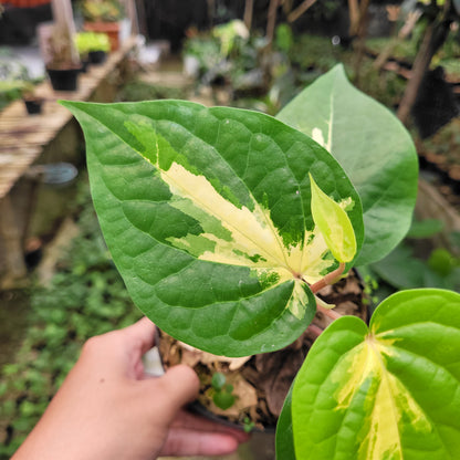 Piper Aurea Variegated