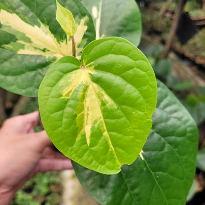 Piper Aurea Variegated