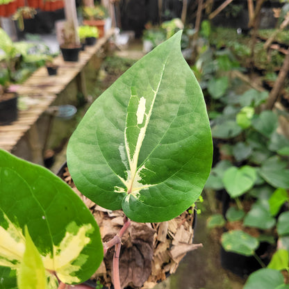 Piper Aurea Variegated
