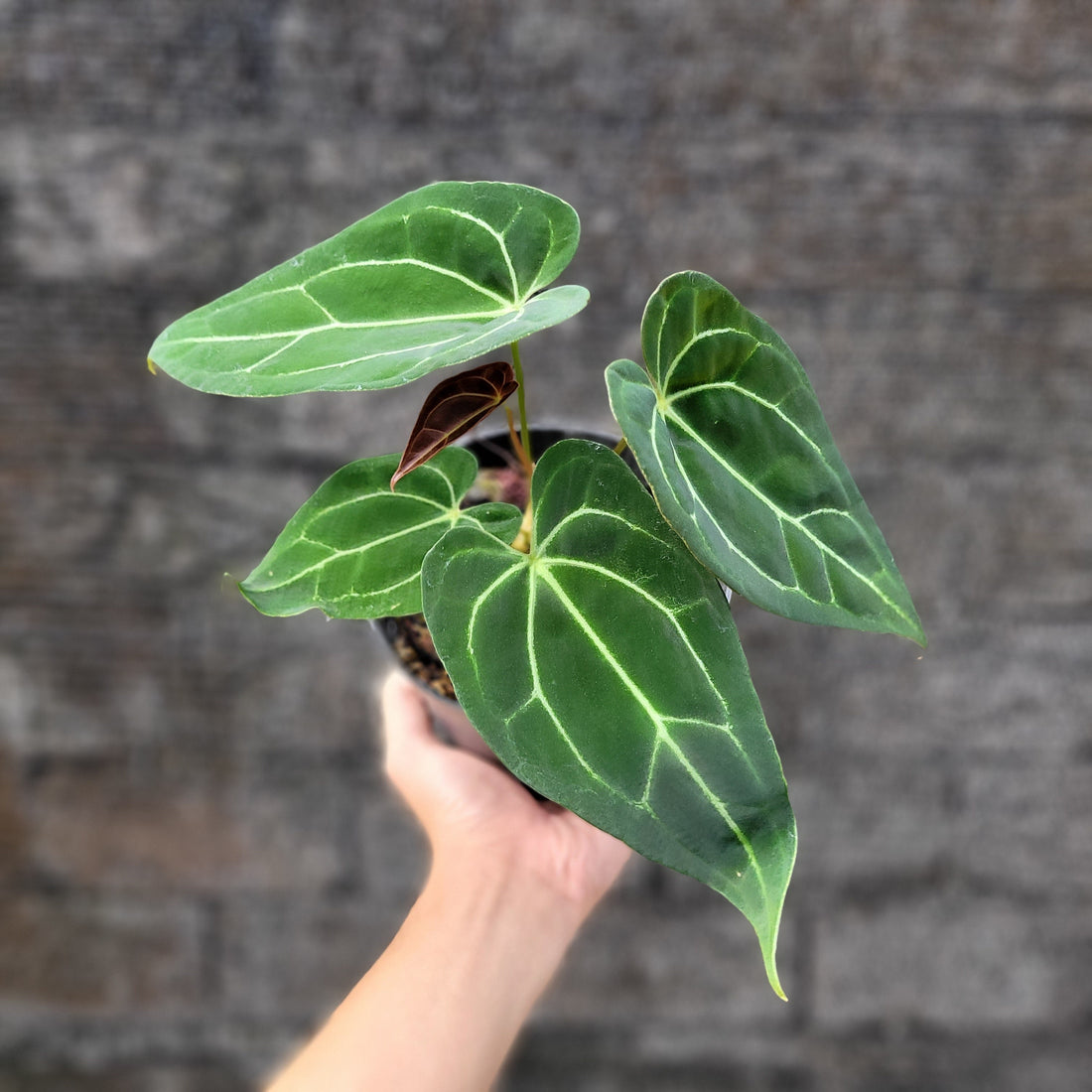 π Anthurium Papilillaminum x Red Spider (100% off)