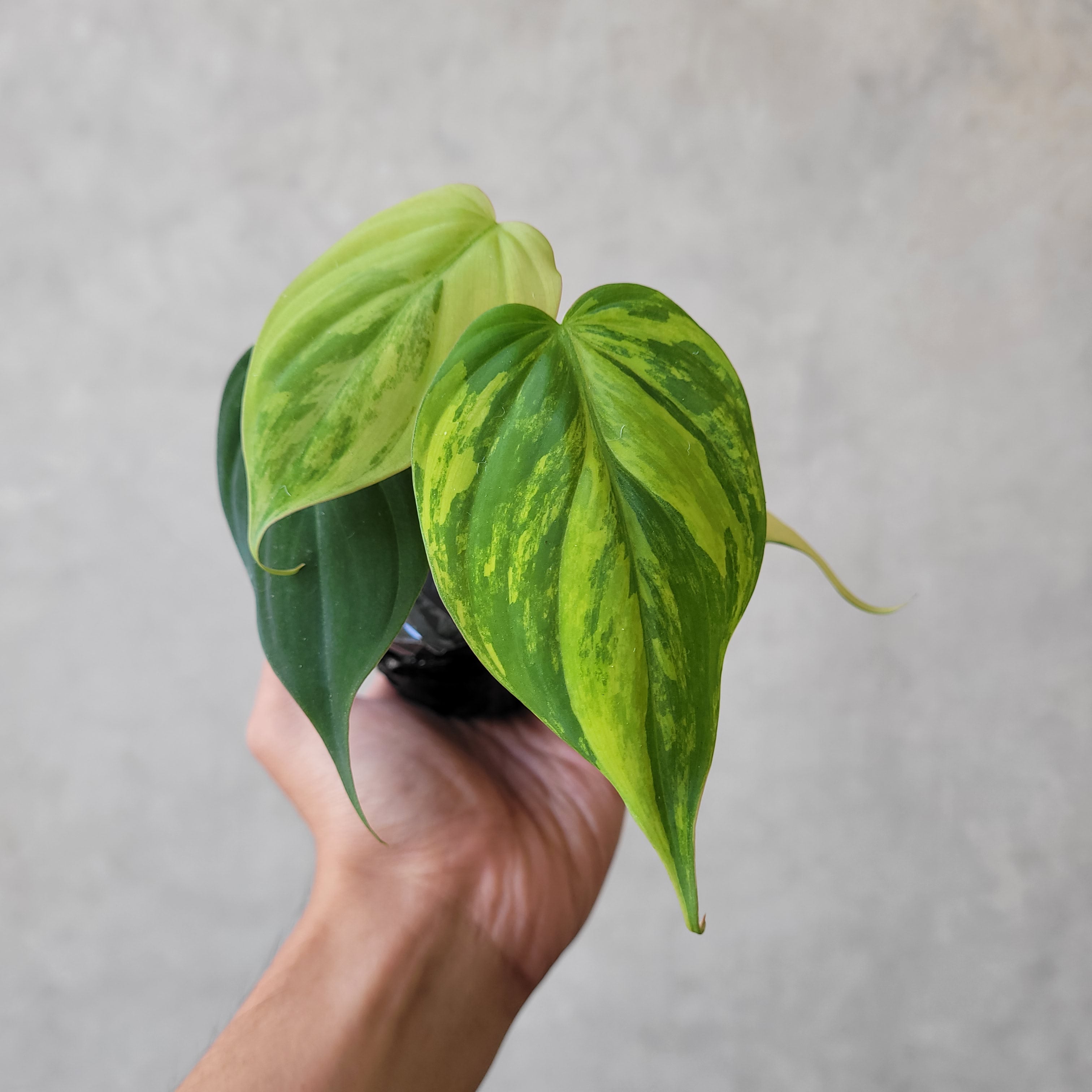 Philodendron Micans Variegated