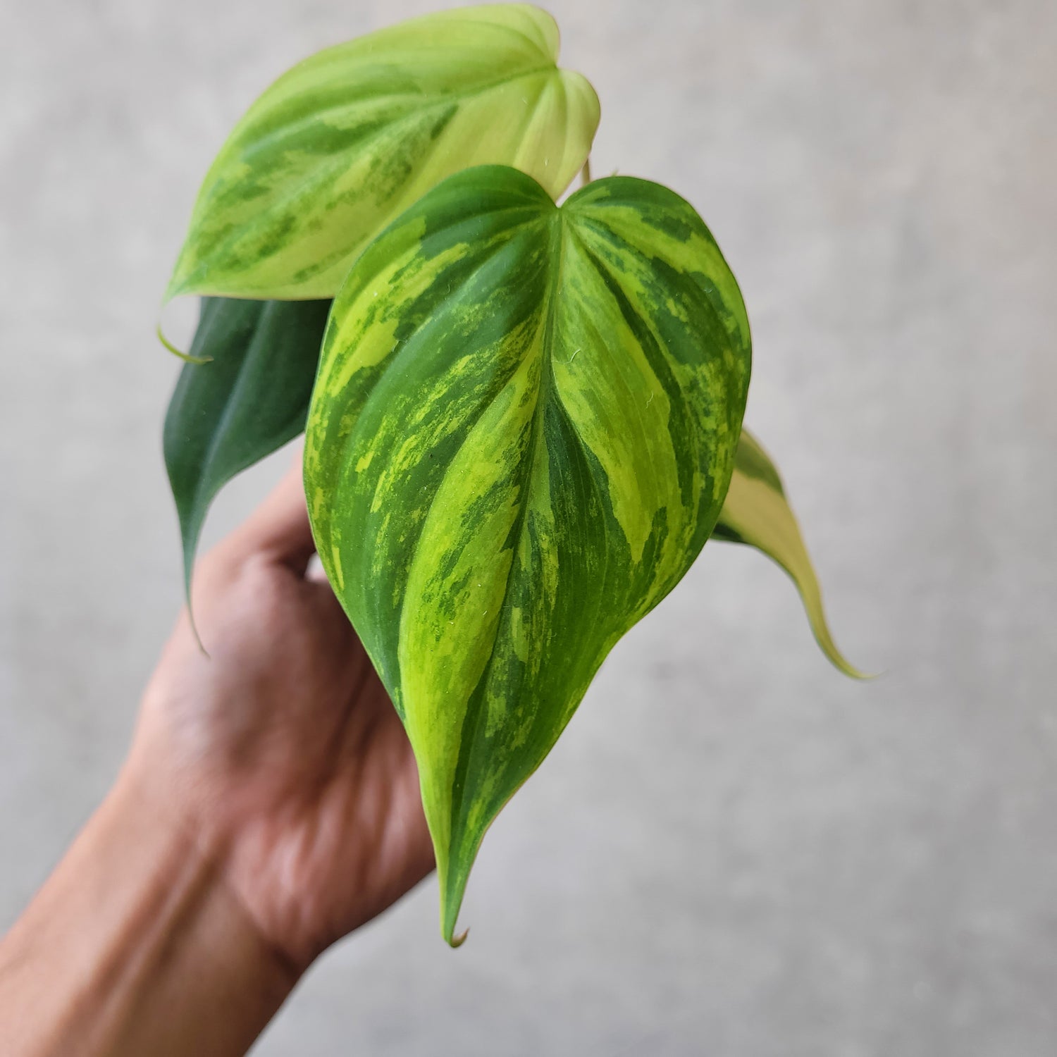 Philodendron Micans Variegated