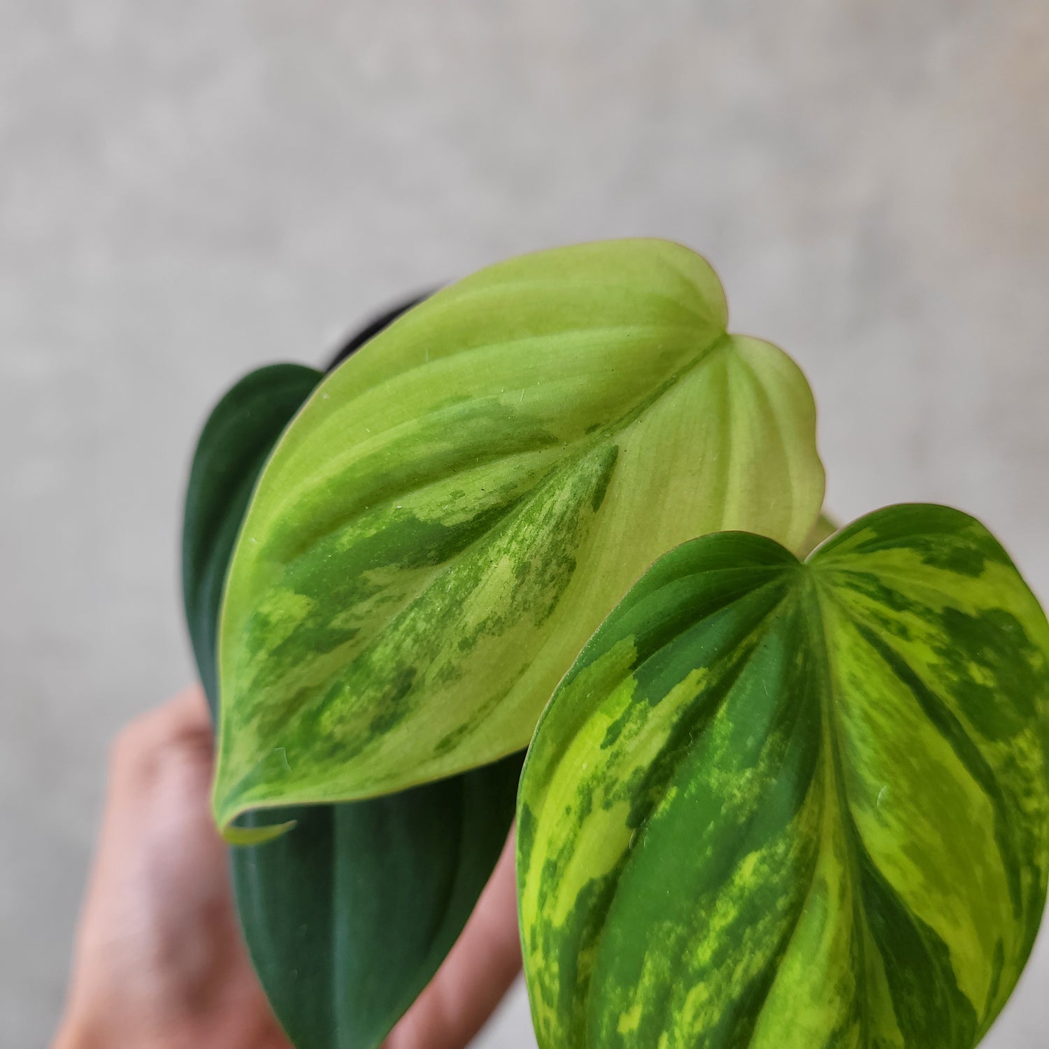 Philodendron Micans Variegated