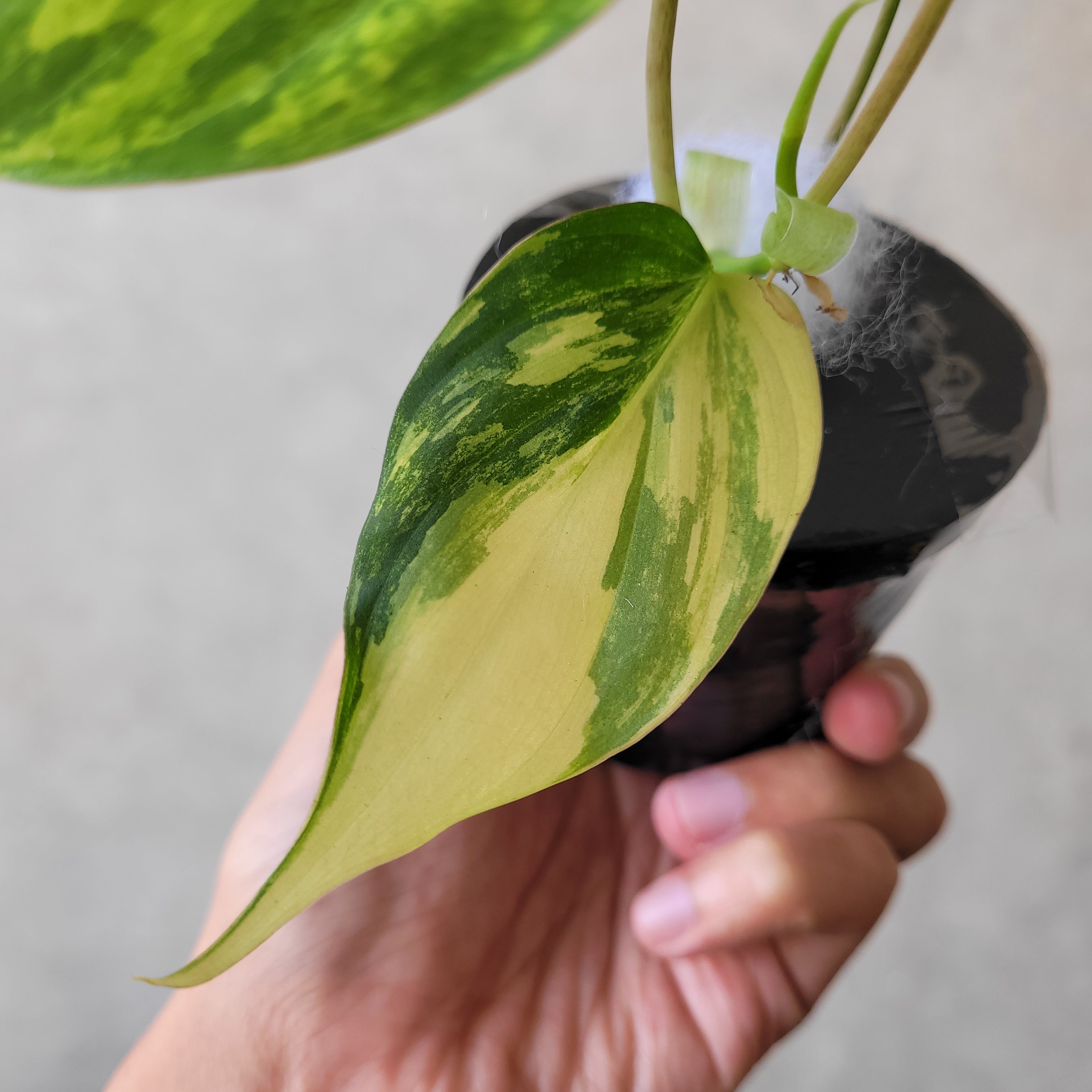 Philodendron Micans Variegated