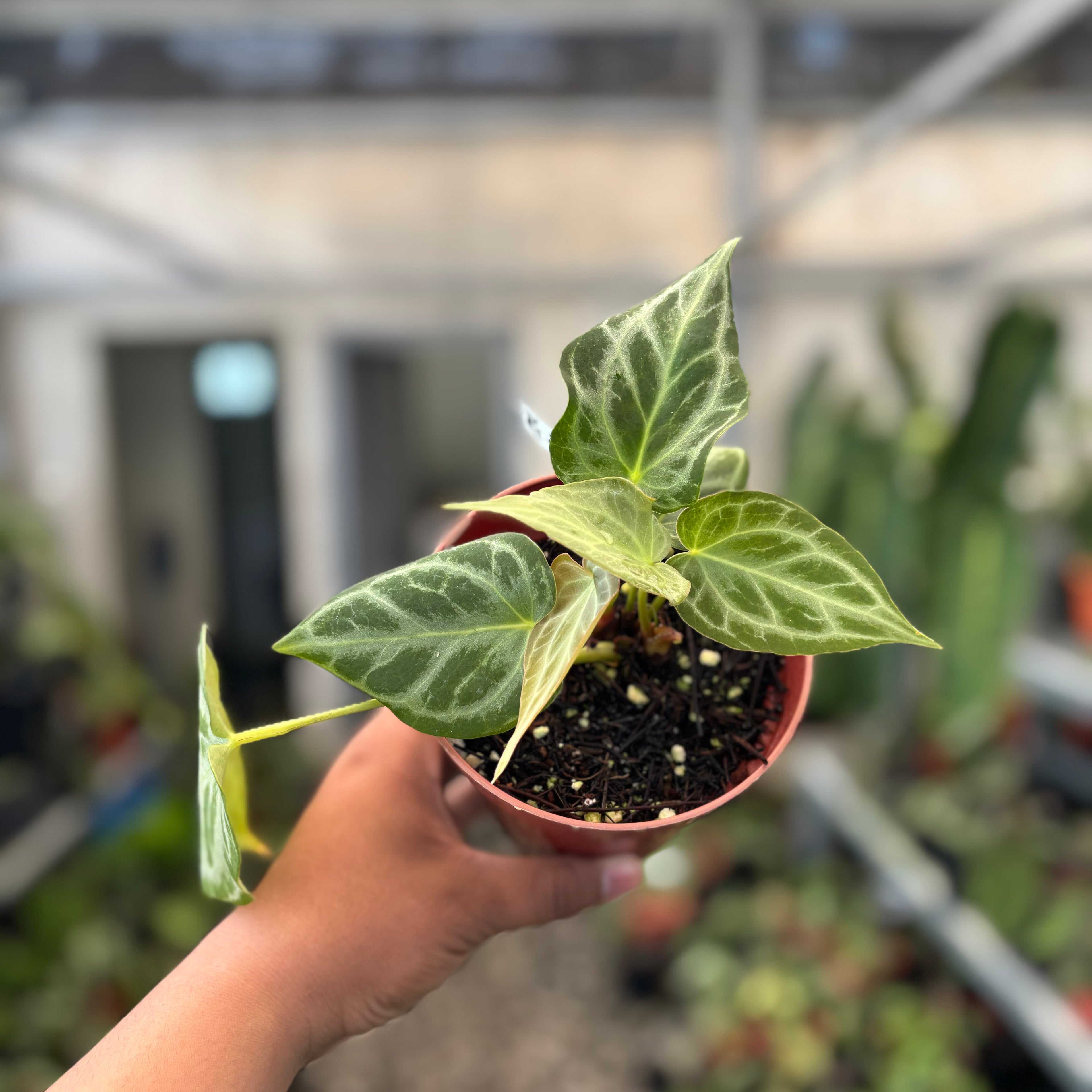 Anthurium Silver Tiger x Self