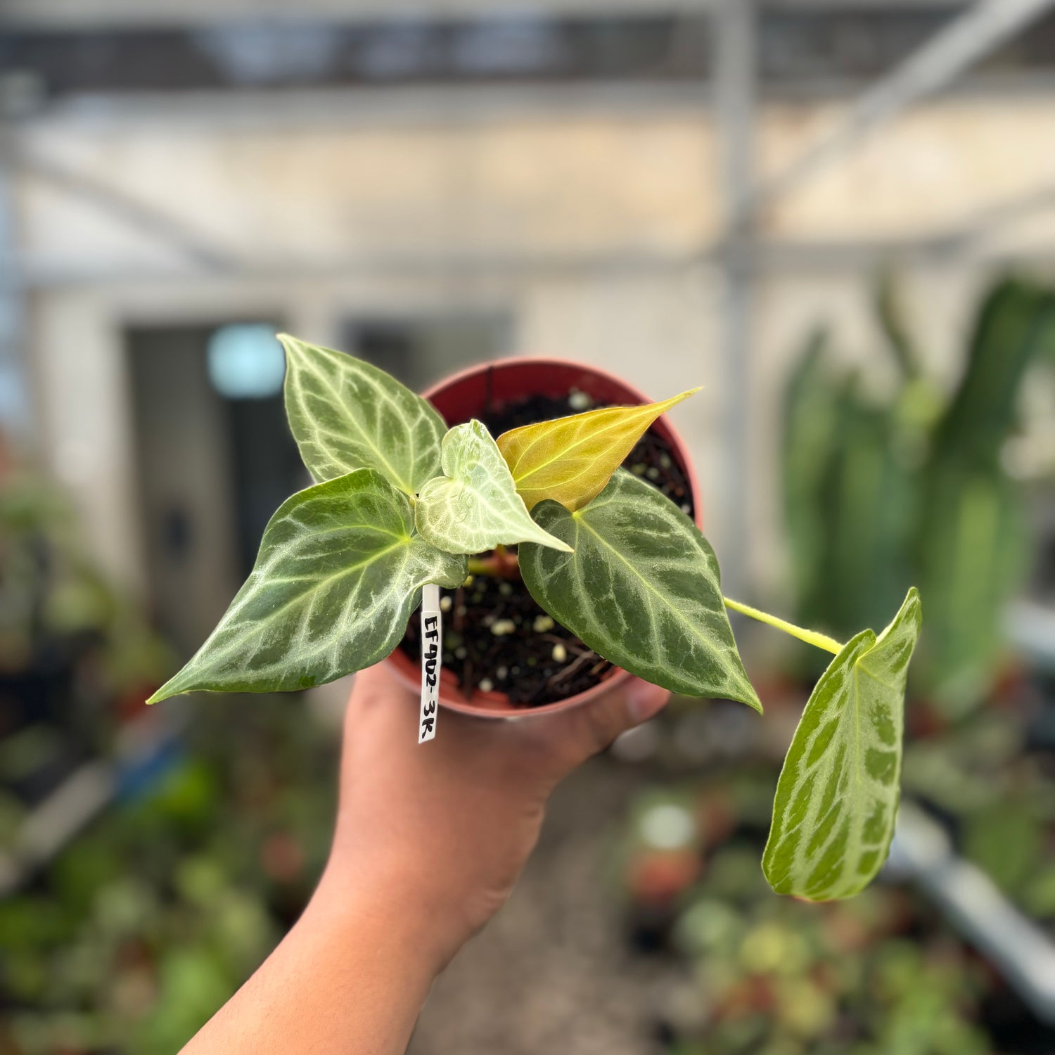 Anthurium Silver Tiger x Self