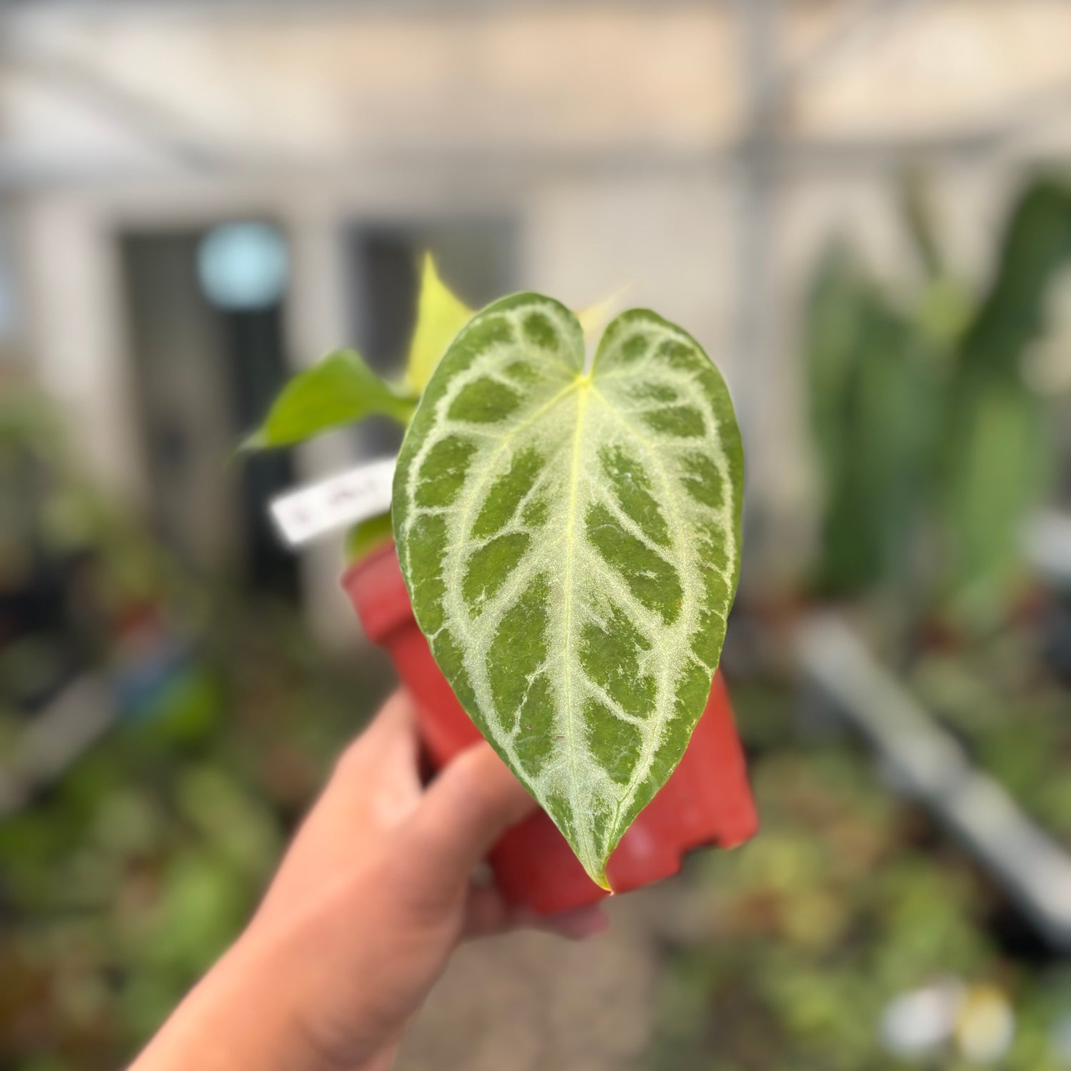 Anthurium Silver Tiger x Self