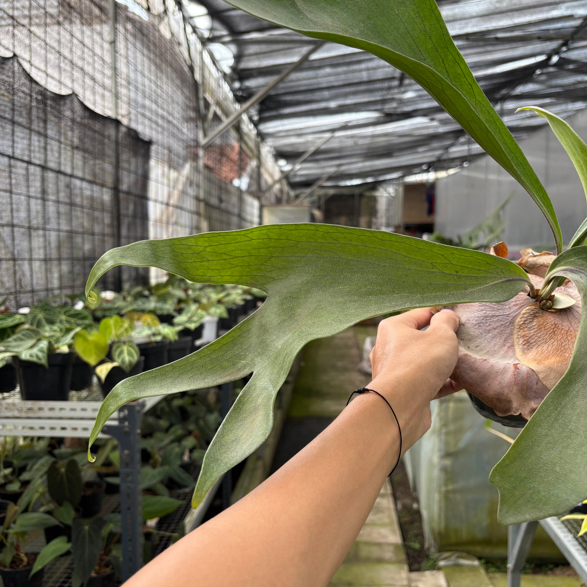 RP8-10 Platycerium Walichii