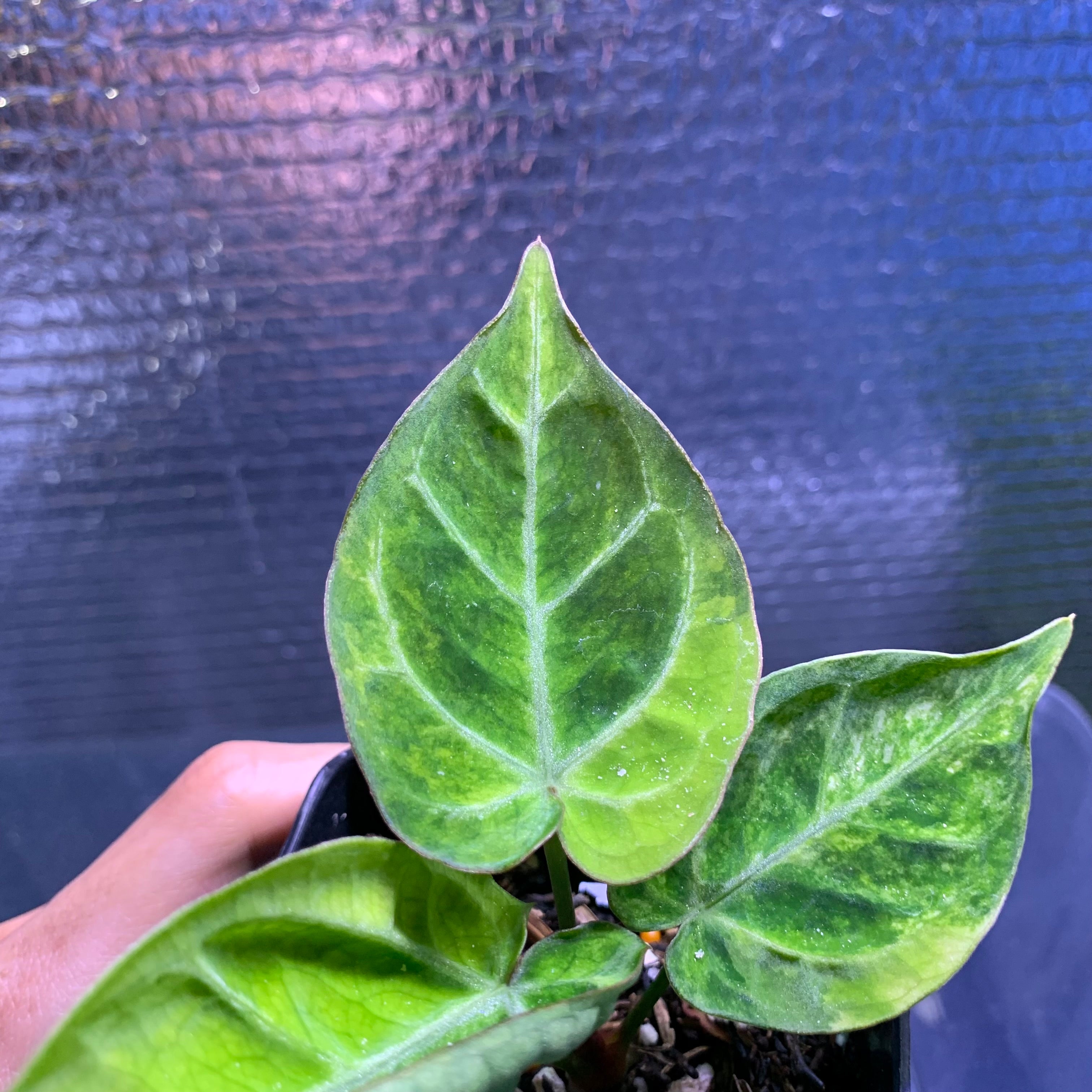 RP68-8	Anthurium Silver Blush x Domino Variegated