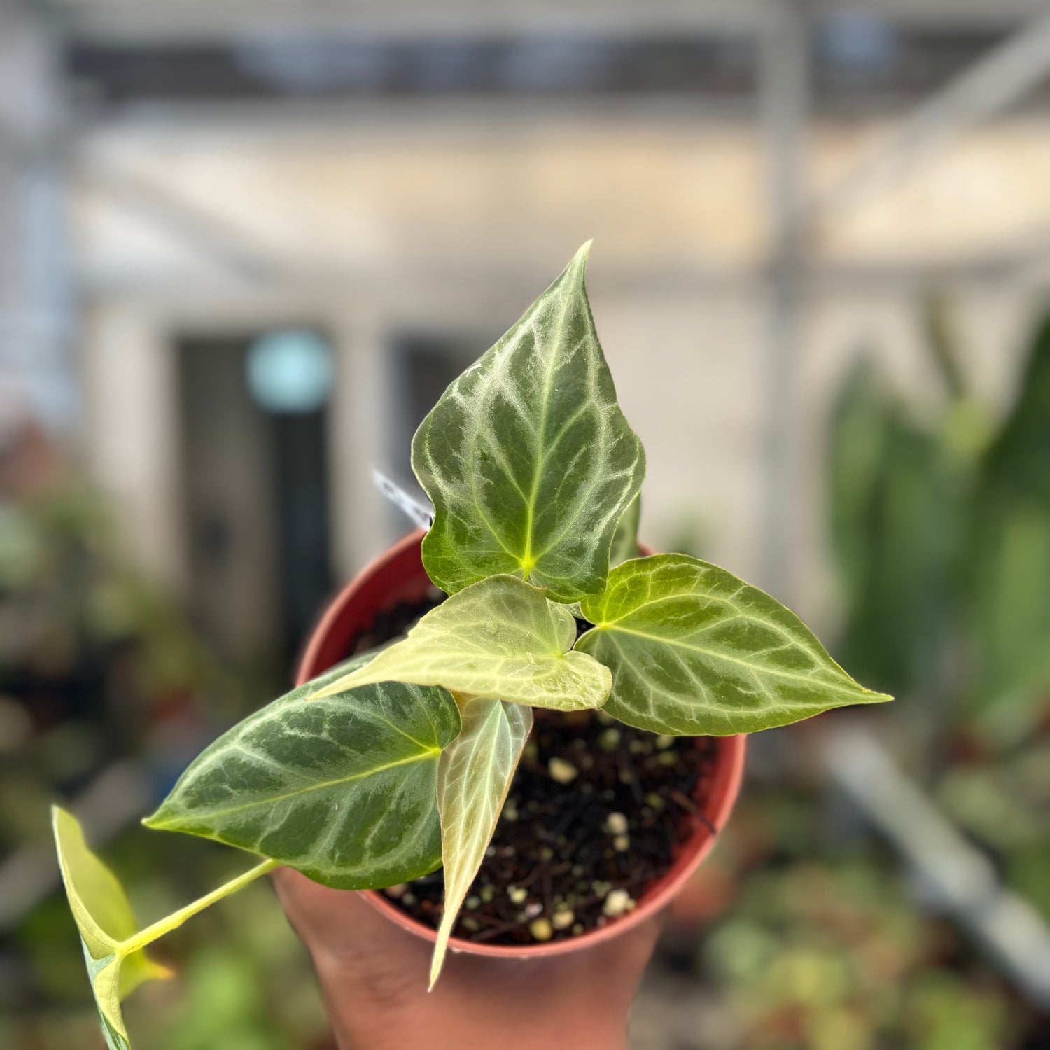 Anthurium Silver Tiger x Self