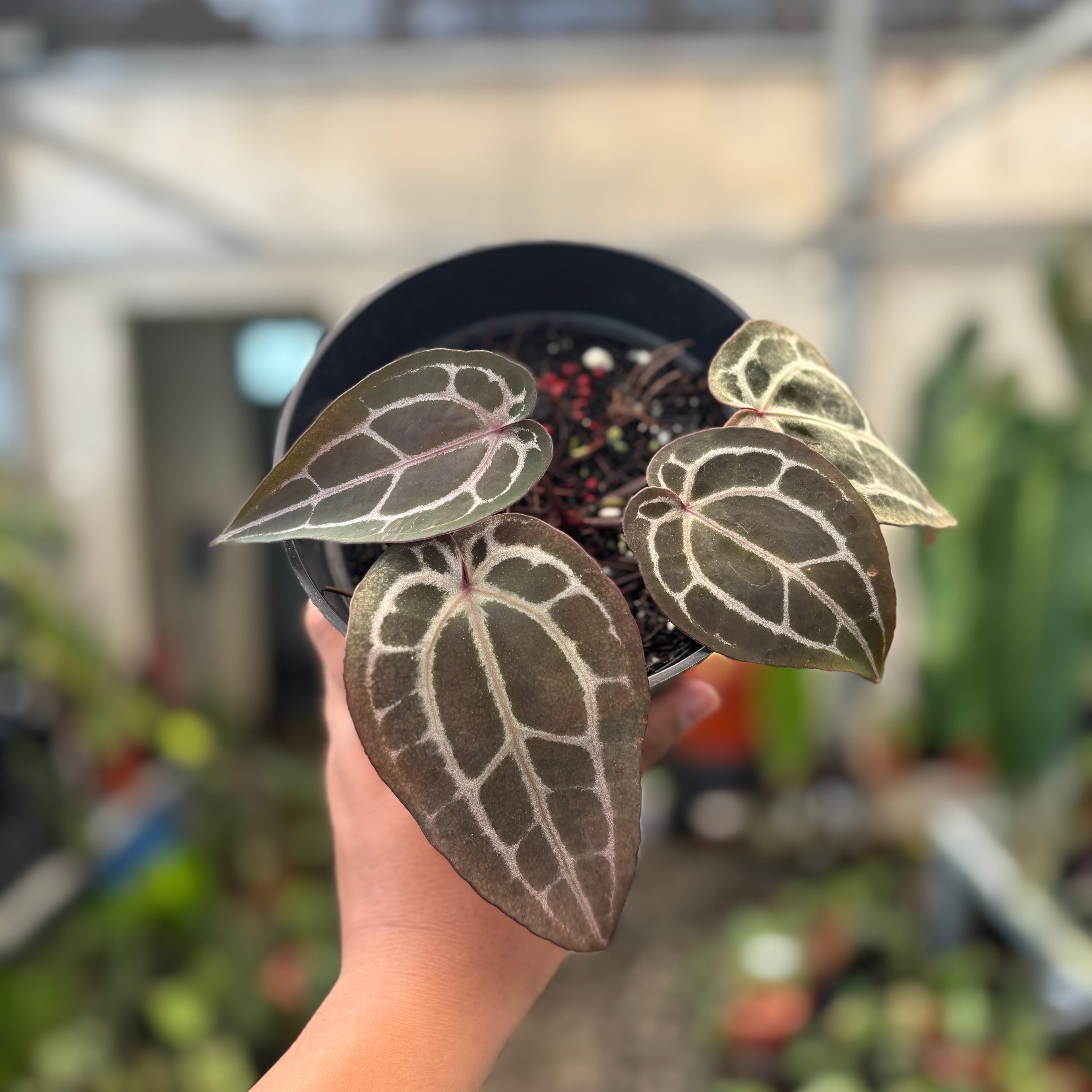 Anthurium Michelle Long