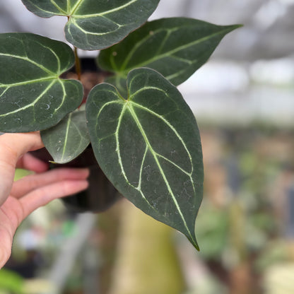 RP11-10 Anthurium KOS x Papilillaminum