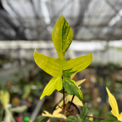 RP16-10	Philodendron Florida Beauty Mature Size