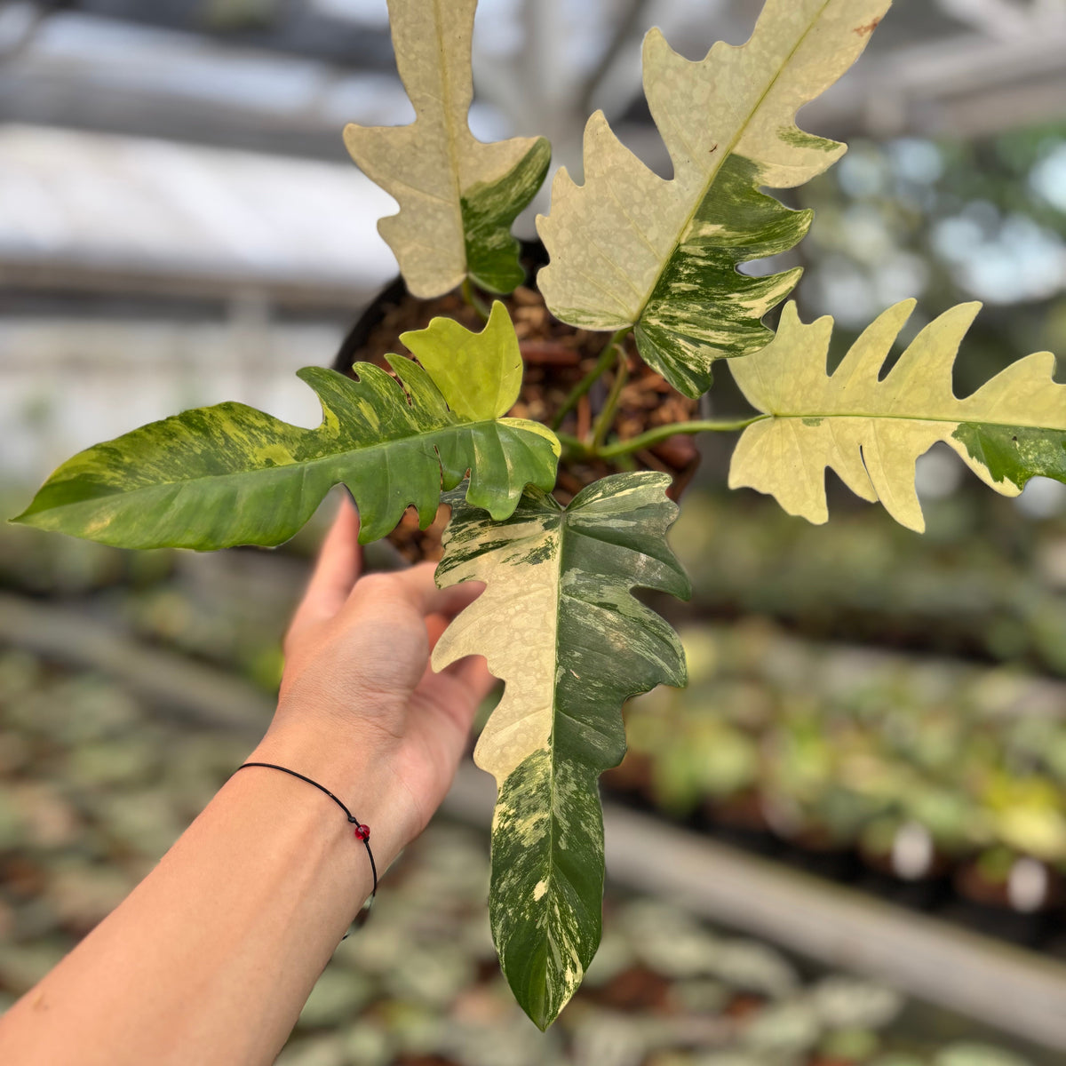 Philodendron Distantilobum x Florida Beauty