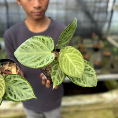 RP6-9 Anthurium Silver Chrome Full Silver (2 pcs)