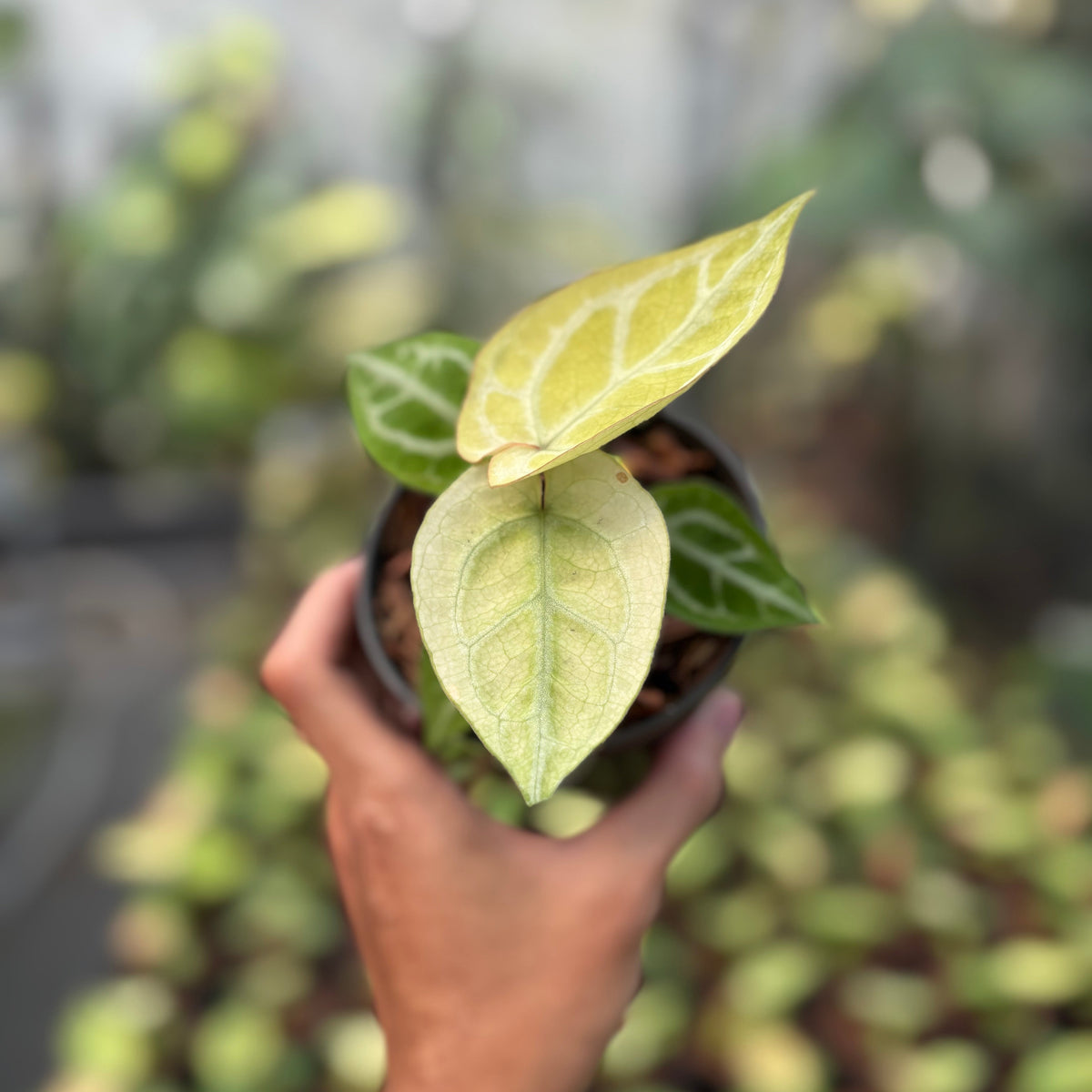 Anthurium Silver Hope Mint x Red Tiger