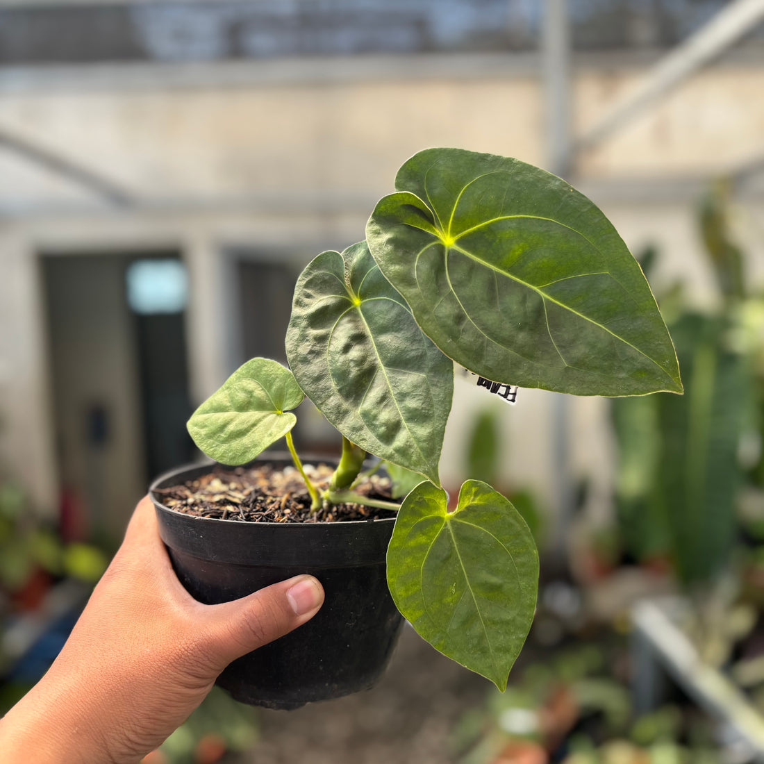 Anthurium Luxurians Indonesia Type x Dorayaki