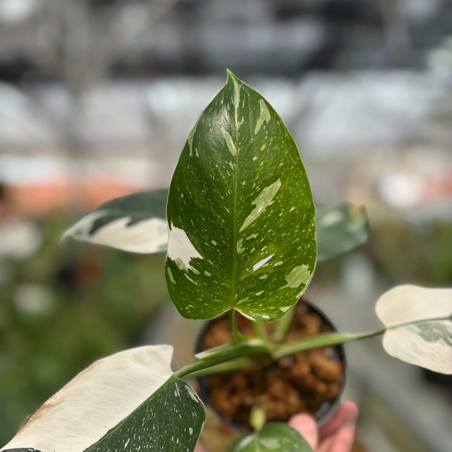 Philodendron White Wizard