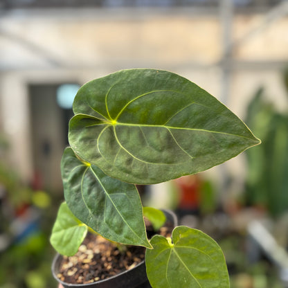 Anthurium Luxurians Indonesia Type x Dorayaki