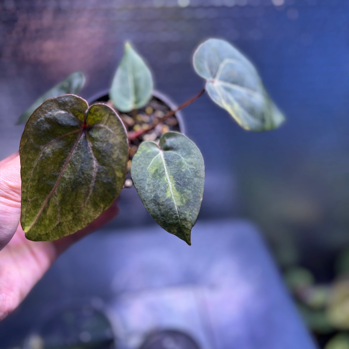 RP39-10	Anthurium Black Venom x Michelle Variegated