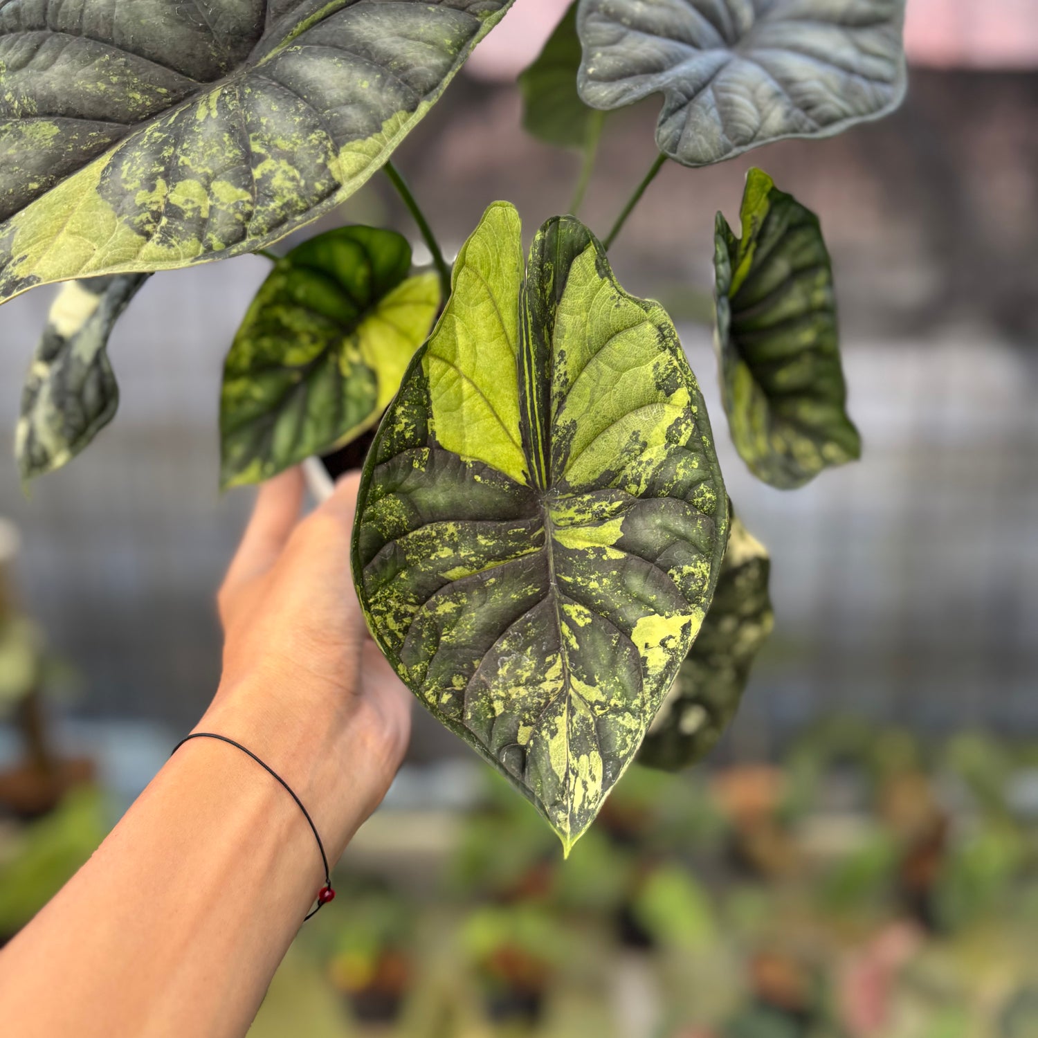 RP22-9 Alocasia Dragon Scale Variegated Mature Size