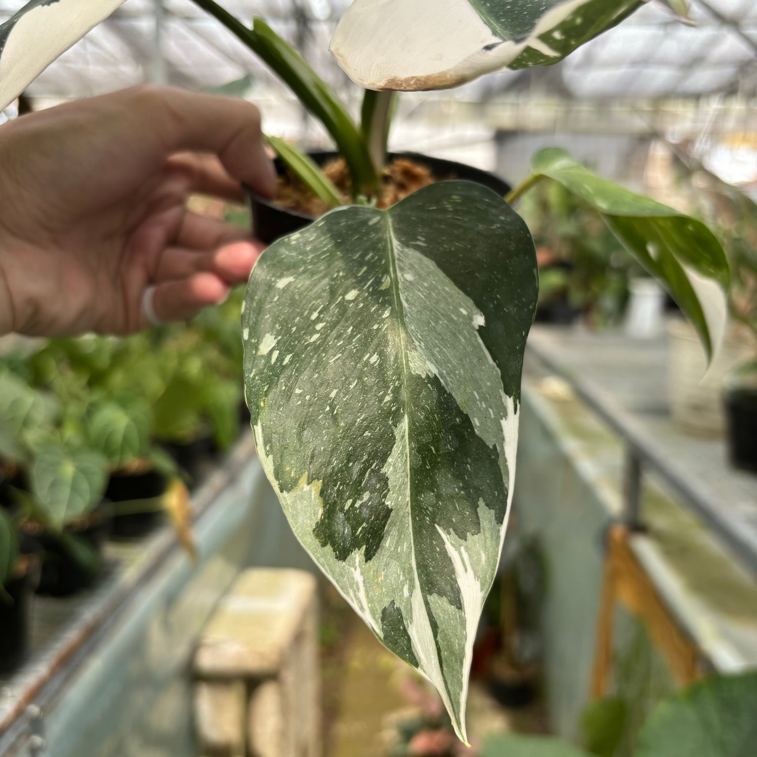 white wizard philodendron near me Philodendron White Wizard – Greenspaces.id