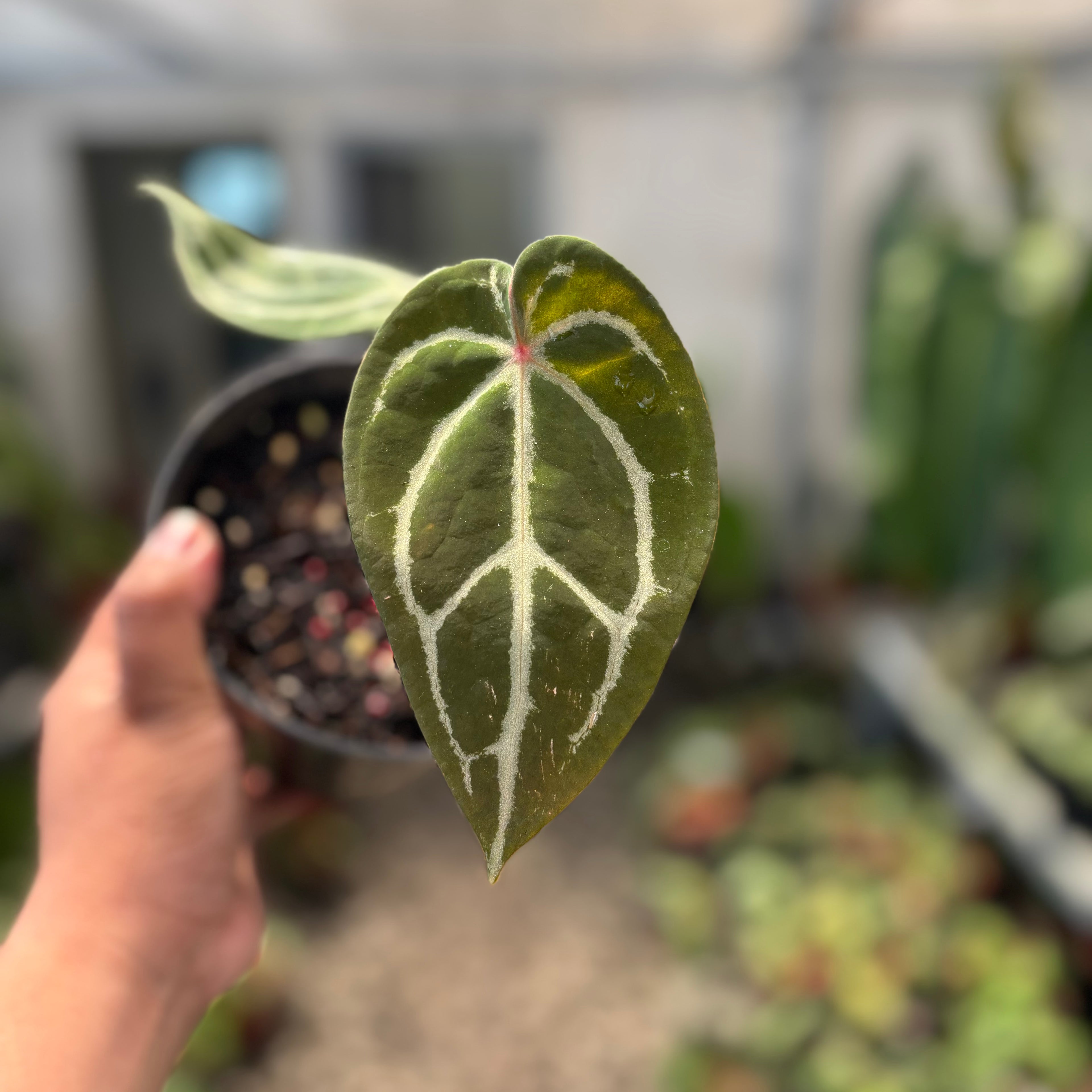 Anthurium Forgetii Red Dot