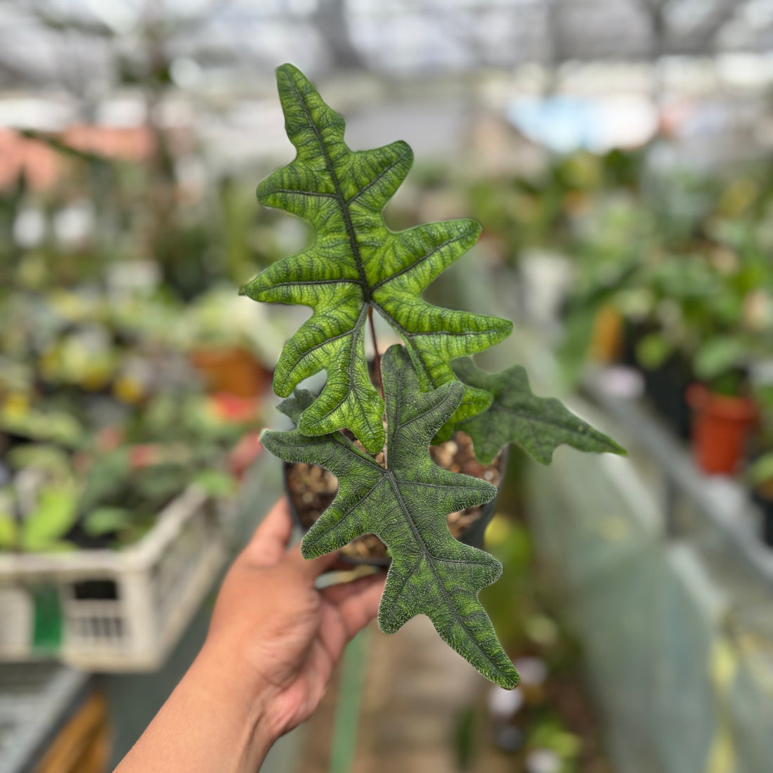 Alocasia Jacklyn