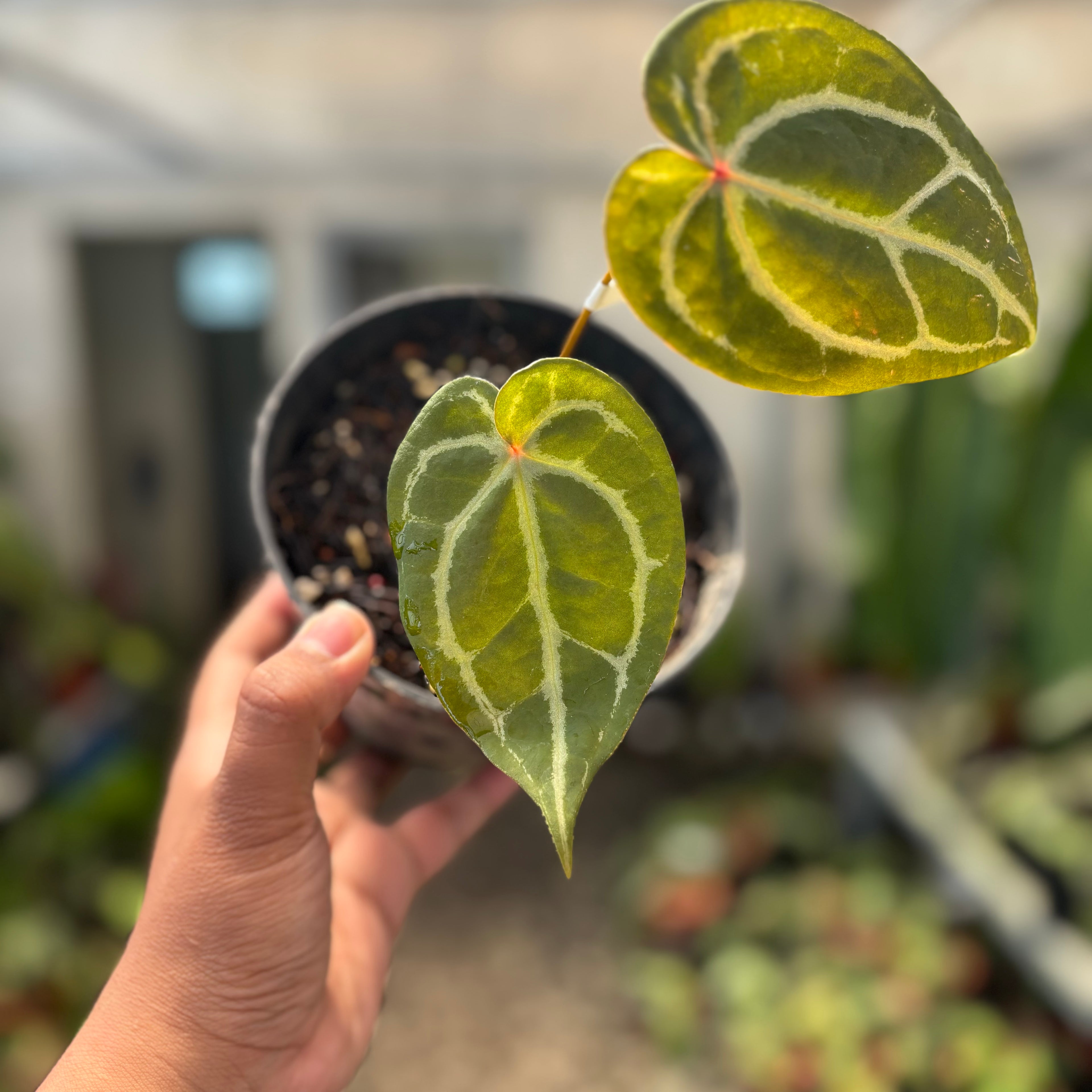 Anthurium Forgetii Red Dot