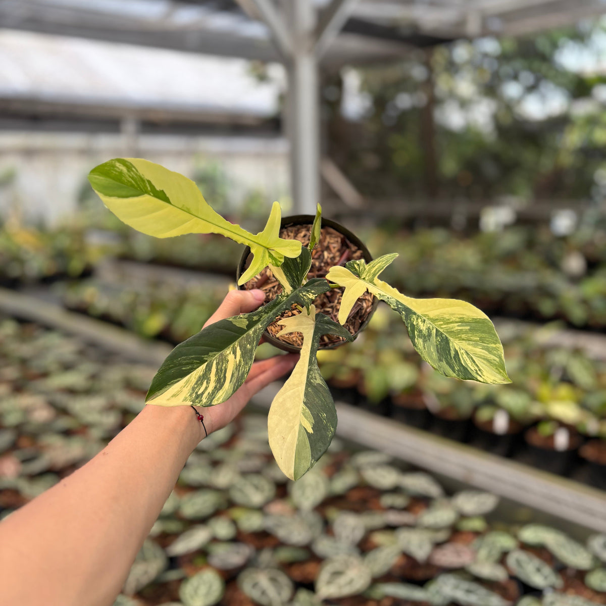 Philodendron Florida Beauty x Joepii
