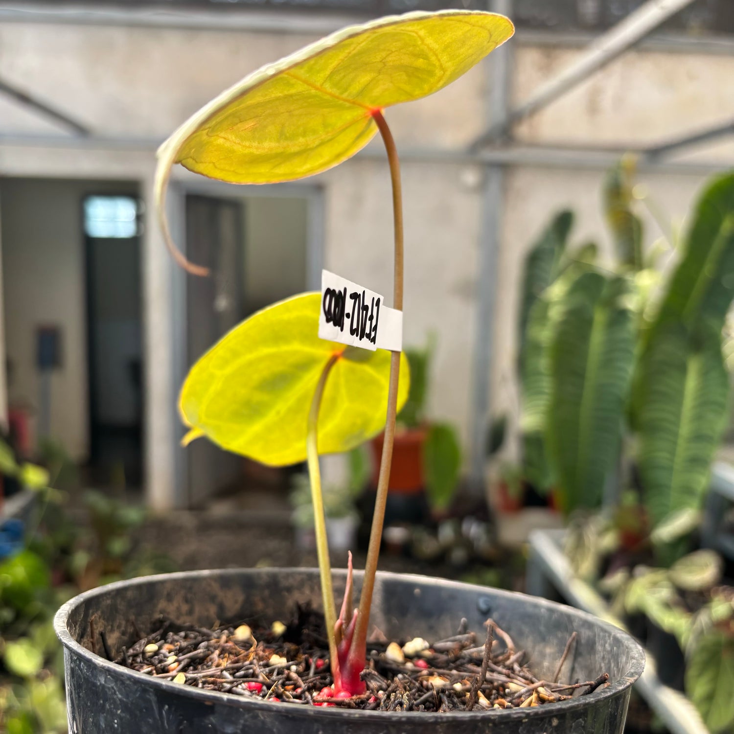 Anthurium Forgetii Red Dot