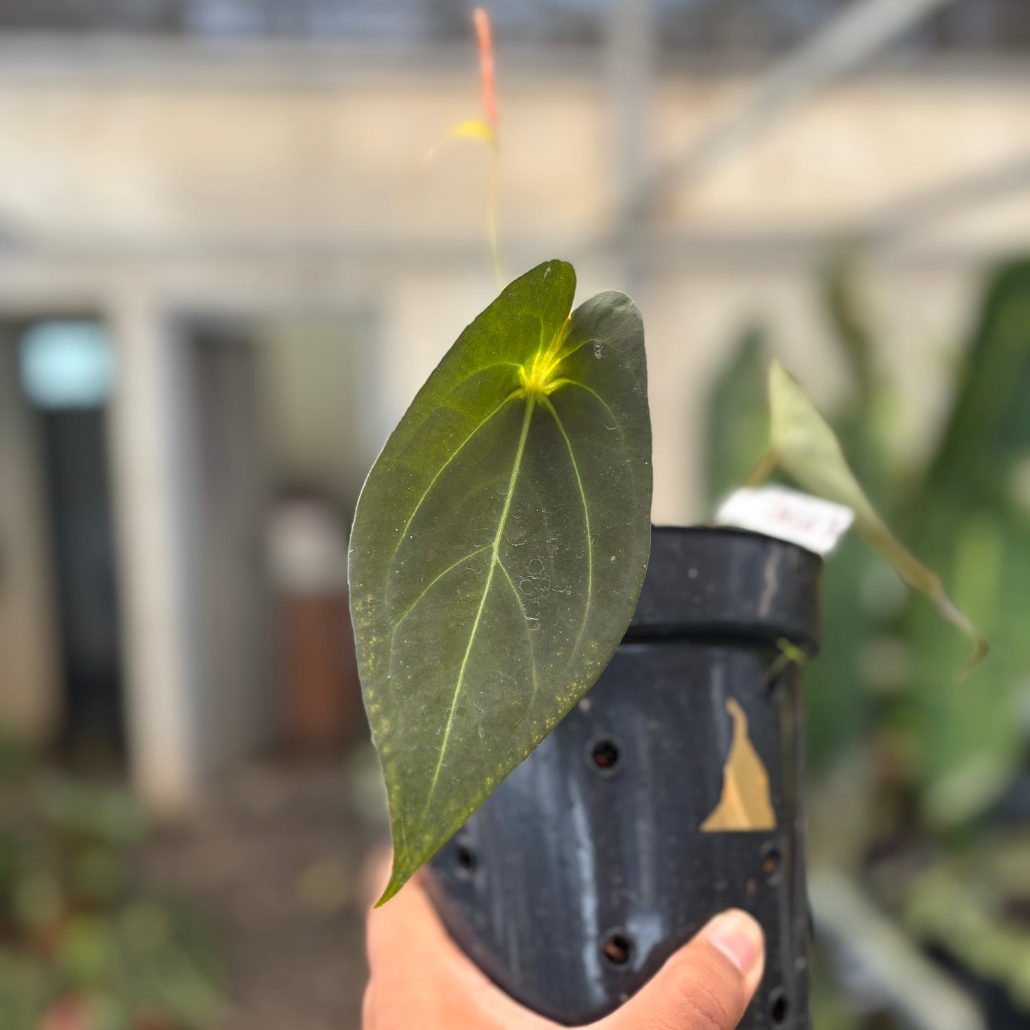 Anthurium Red Spider Seedling